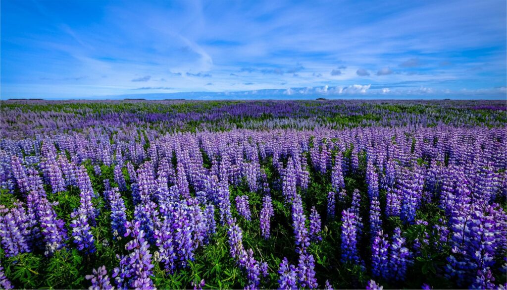 Nextalk - Divisão - agricultura - 052